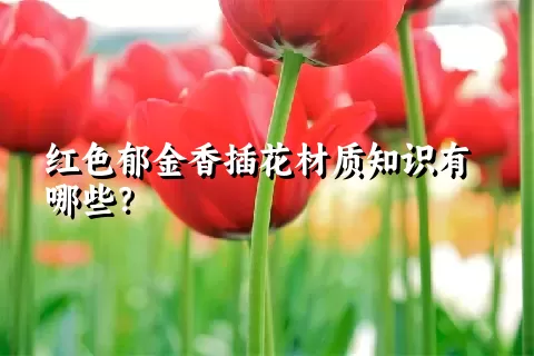 红色郁金香插花材质知识有哪些？