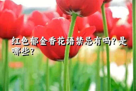 红色郁金香花语禁忌有吗？是哪些？