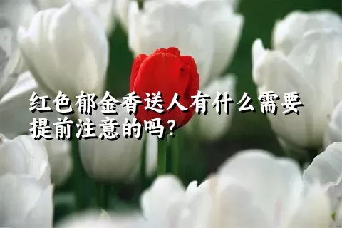 红色郁金香送人有什么需要提前注意的吗？