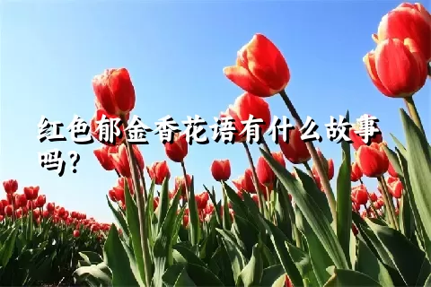 红色郁金香花语有什么故事吗？