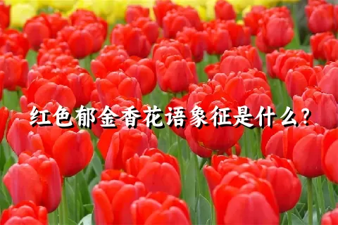 红色郁金香花语象征是什么？