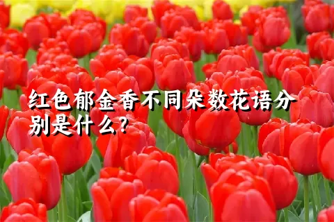 红色郁金香不同朵数花语分别是什么？