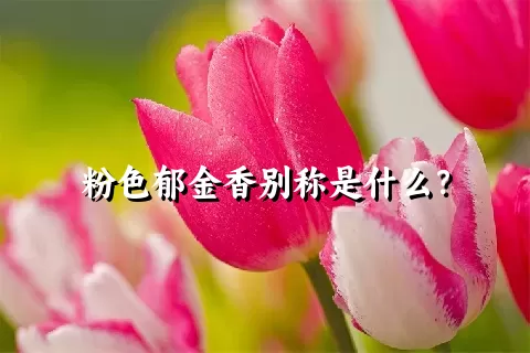 粉色郁金香别称是什么？