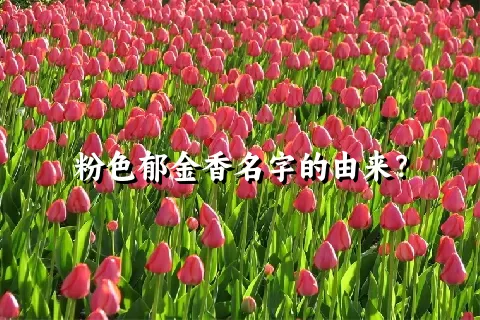 粉色郁金香名字的由来？