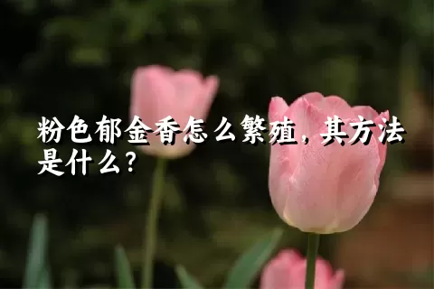 粉色郁金香怎么繁殖，其方法是什么？