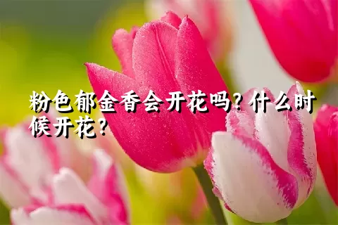 粉色郁金香会开花吗？什么时候开花？