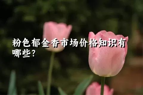 粉色郁金香市场价格知识有哪些？