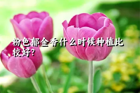 粉色郁金香什么时候种植比较好？