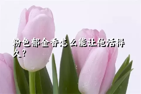 粉色郁金香怎么能让他活得久？