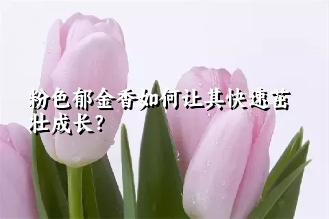 粉色郁金香如何让其快速茁壮成长？