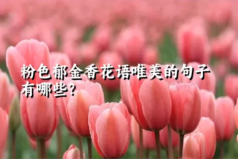 粉色郁金香花语唯美的句子有哪些？