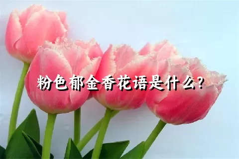 粉色郁金香花语是什么？