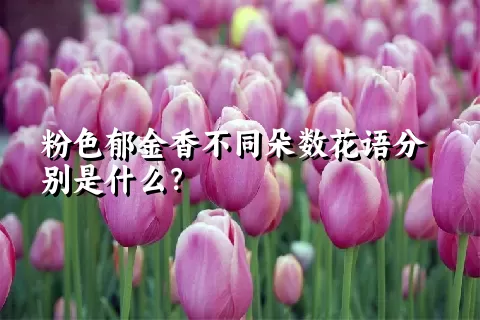 粉色郁金香不同朵数花语分别是什么？