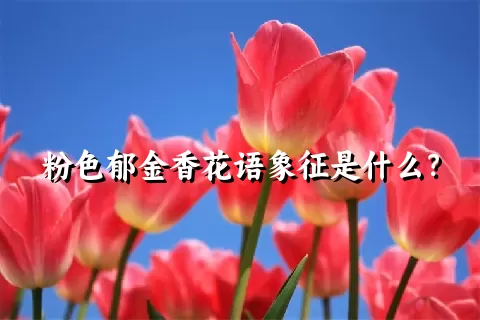 粉色郁金香花语象征是什么？