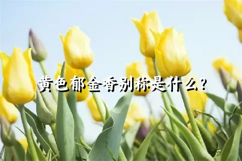 黄色郁金香别称是什么？