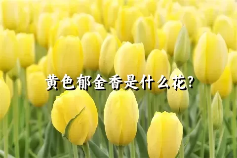 黄色郁金香是什么花？