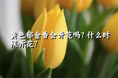 黄色郁金香会开花吗？什么时候开花？