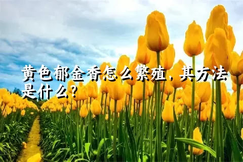 黄色郁金香怎么繁殖，其方法是什么？