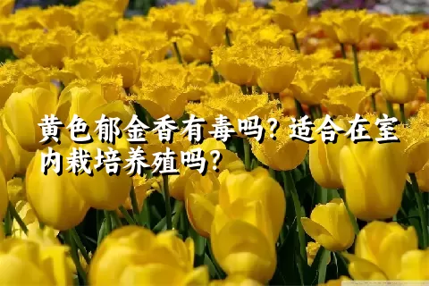 黄色郁金香有毒吗？适合在室内栽培养殖吗？