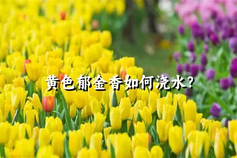 黄色郁金香如何浇水？