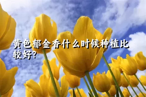 黄色郁金香什么时候种植比较好？