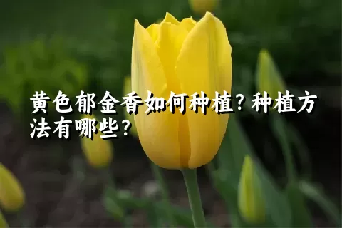 黄色郁金香如何种植？种植方法有哪些？