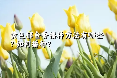 黄色郁金香播种方法有哪些？如何播种？