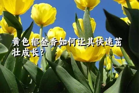 黄色郁金香如何让其快速茁壮成长？