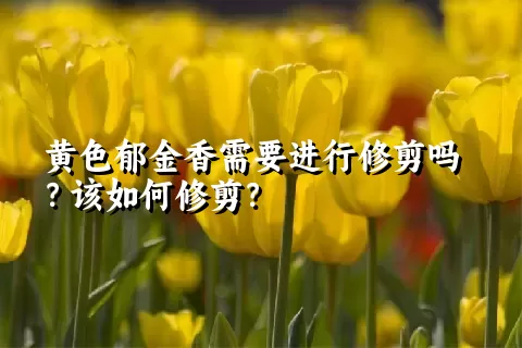 黄色郁金香需要进行修剪吗？该如何修剪？