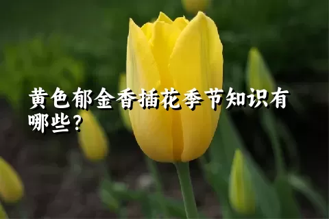 黄色郁金香插花季节知识有哪些？