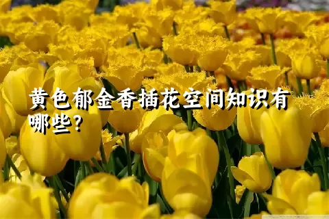 黄色郁金香插花空间知识有哪些？