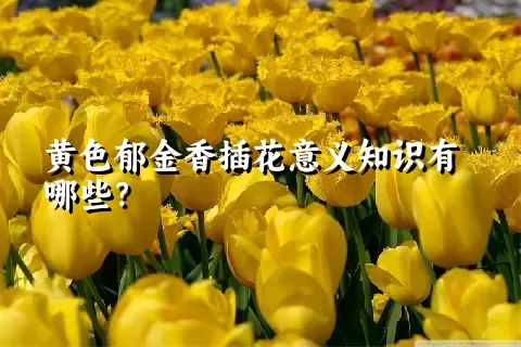 黄色郁金香插花意义知识有哪些？