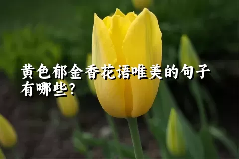 黄色郁金香花语唯美的句子有哪些？