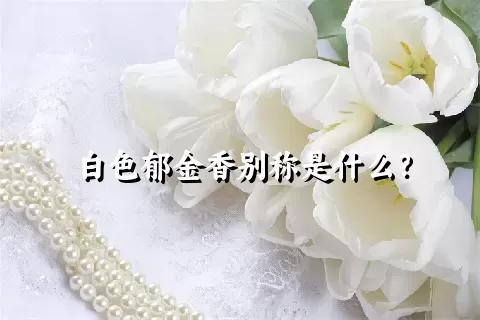 白色郁金香别称是什么？