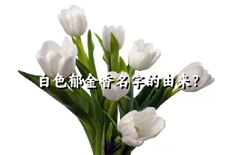 白色郁金香名字的由来？