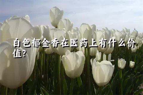 白色郁金香在医药上有什么价值？