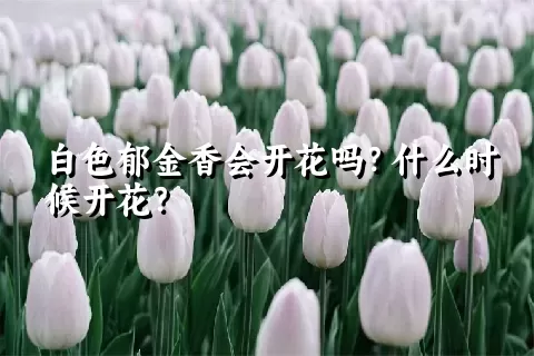 白色郁金香会开花吗？什么时候开花？