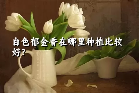 白色郁金香在哪里种植比较好？