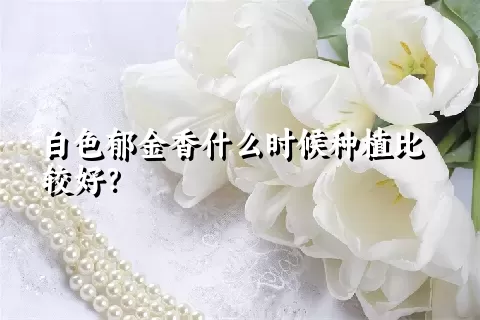 白色郁金香什么时候种植比较好？