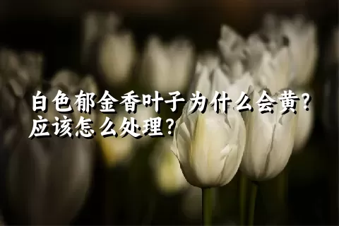 白色郁金香叶子为什么会黄？应该怎么处理？