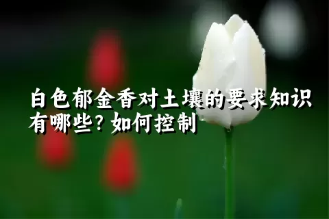 白色郁金香对土壤的要求知识有哪些？如何控制