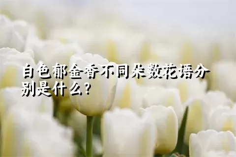 白色郁金香不同朵数花语分别是什么？