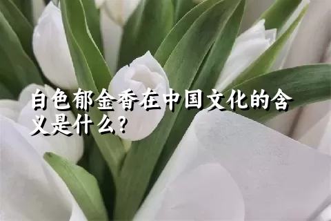 白色郁金香在中国文化的含义是什么？