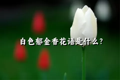 白色郁金香花语是什么？