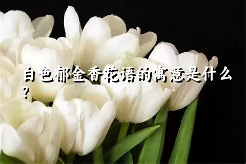 白色郁金香花语的寓意是什么？