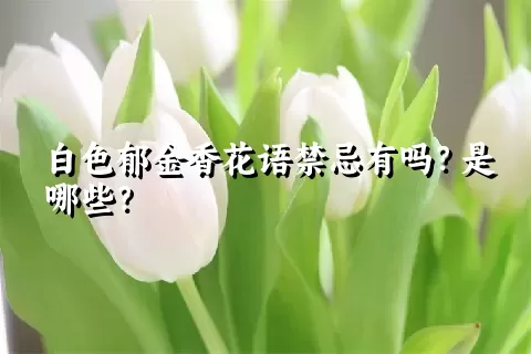 白色郁金香花语禁忌有吗？是哪些？