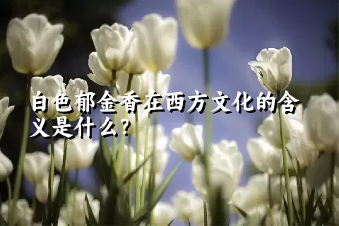 白色郁金香在西方文化的含义是什么？