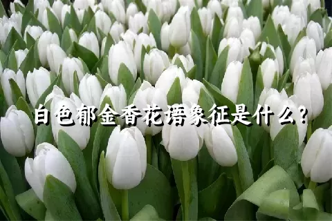 白色郁金香花语象征是什么？