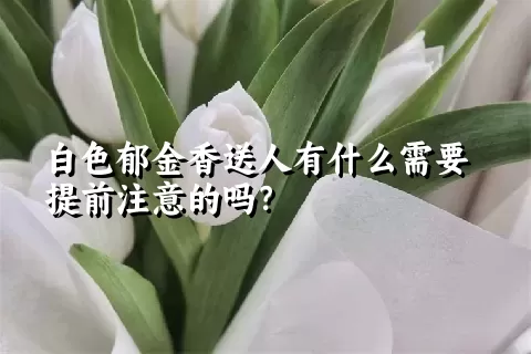 白色郁金香送人有什么需要提前注意的吗？