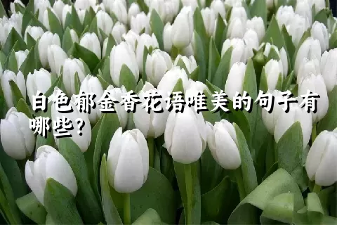 白色郁金香花语唯美的句子有哪些？